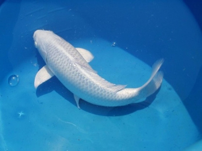 Cá Koi Platinum không chỉ là một loại cá cảnh đẹp mắt mà còn mang những ý nghĩa tinh thần sâu sắc