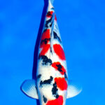 Cá koi Taisho Sanke đã trở thành nguồn cảm hứng  trong văn hóa Nhật Bản và trên toàn thế giới