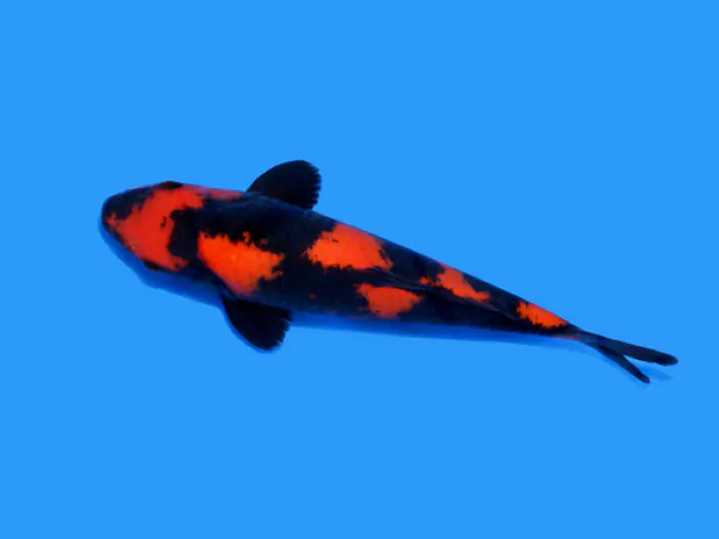Sanke Hi Utsuri là một dạng đặc biệt của giống cá koi Sanke trên thị trường