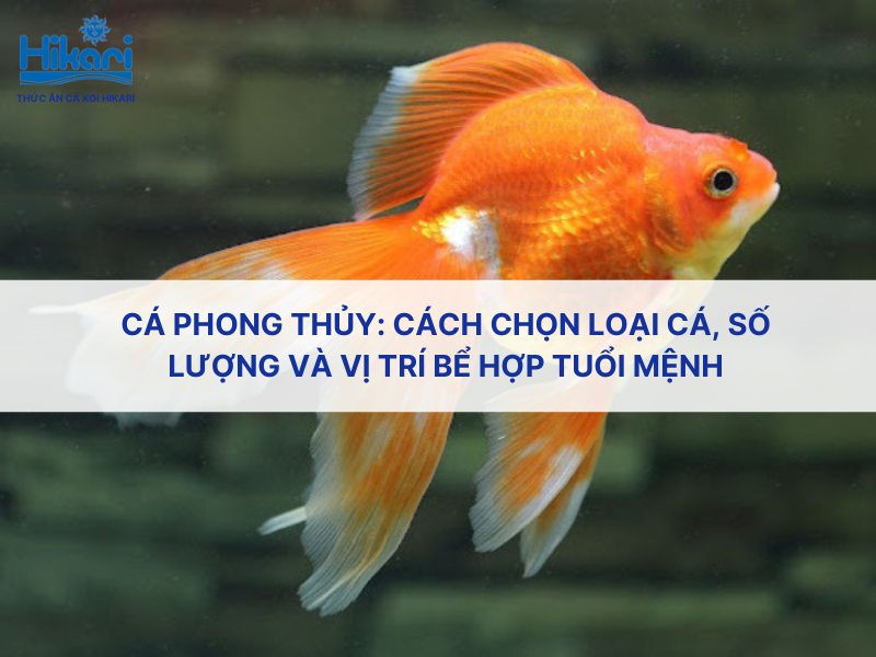 Cá phong thủy: cách chọn loại cá, số lượng và vị trí bể hợp tuổi mệnh