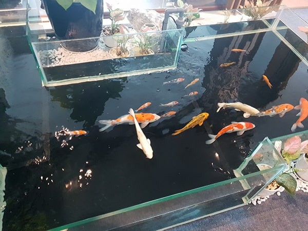 Cách nuôi cá Koi trong hồ kiếng theo mật độ