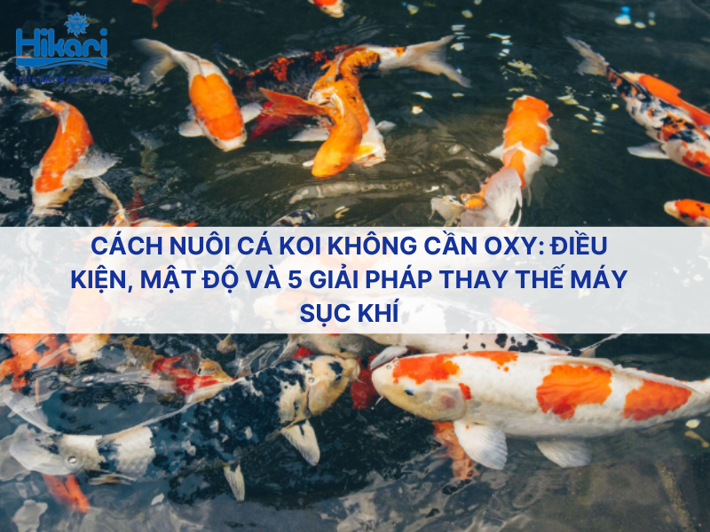 Cách nuôi cá koi không cần oxy: Điều kiện, mật độ và 5 giải pháp thay thế máy sục khí