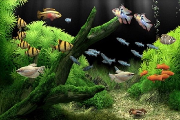 Top 20 các loại cá cảnh mini dễ nuôi cho người bắt đầu