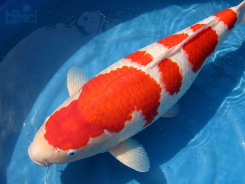 Khoảnh khắc chú cá S Legend chốt mức giá 1.8 triệu USD tại trang trại Saki Fish, Nhật Bản