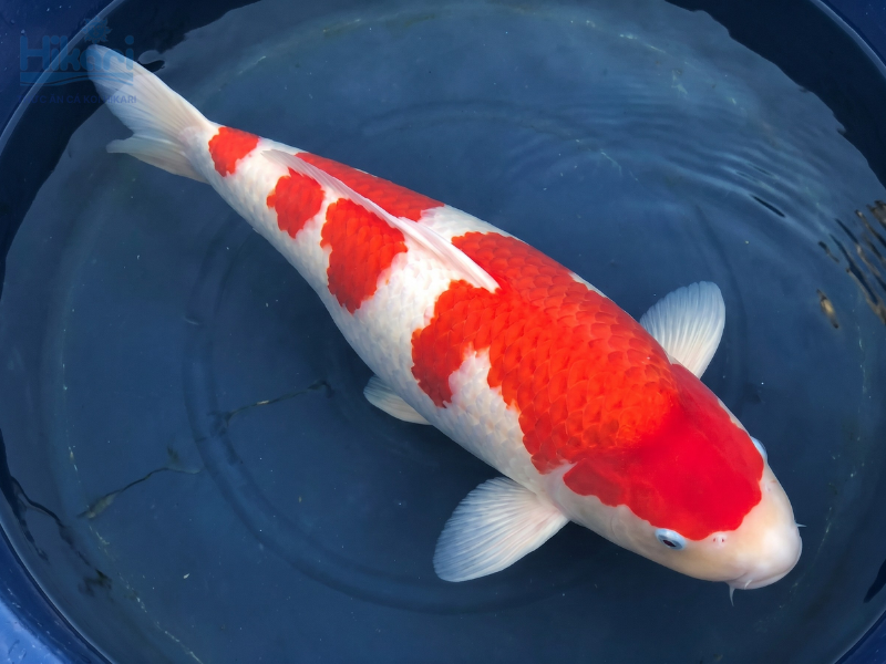 S Legend sở hữu chiều dài 101cm với các mảng đỏ rực rỡ và nền trắng không tì vết