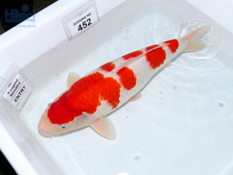 Kohaku sở hữu sắc trắng đỏ tinh tế, là dòng cá Koi kinh điển luôn giữ giá trị cao nhất