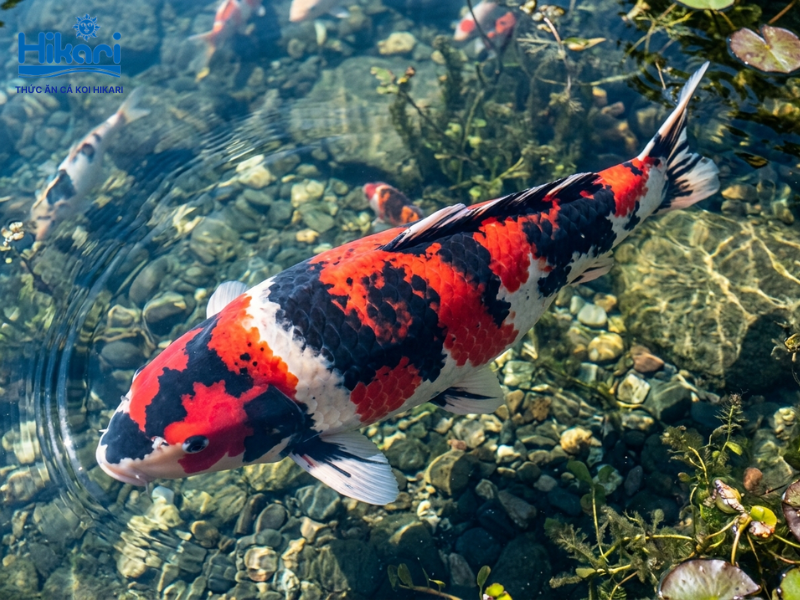 Showa mang vẻ đẹp quyền lực với mảng đen mạnh mẽ, tạo nên sức hút cá tính cho những nhà sưu tập