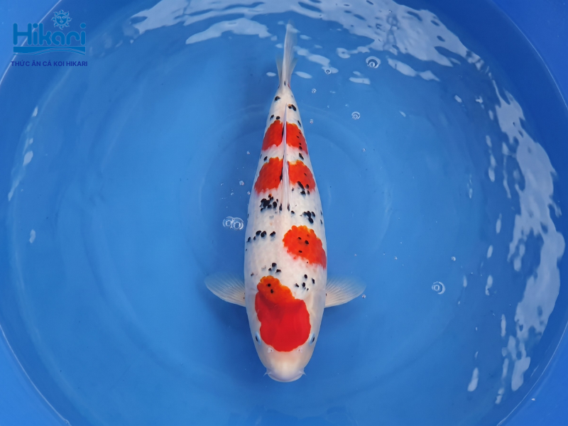 Sanke sở hữu vẻ đẹp thanh thoát nhờ sự kết hợp hài hòa của ba sắc màu trên nền trắng tinh khiết