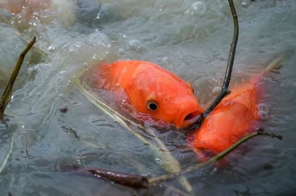 Phòng bệnh cho cá Koi Nhật nuôi ao bùn