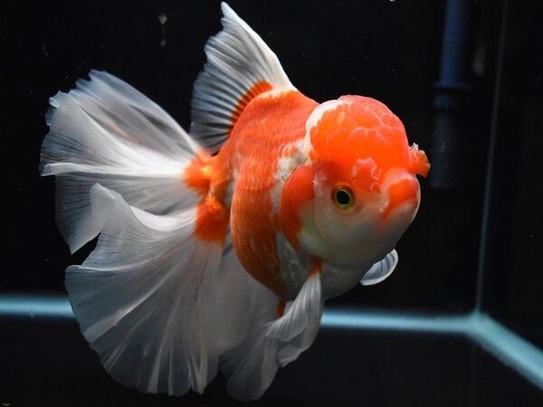 Dòng cá Ranchu Oranda