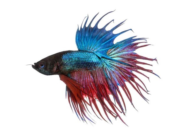 Dòng cá Betta đuôi tưa hay còn gọi là Crowntail Betta