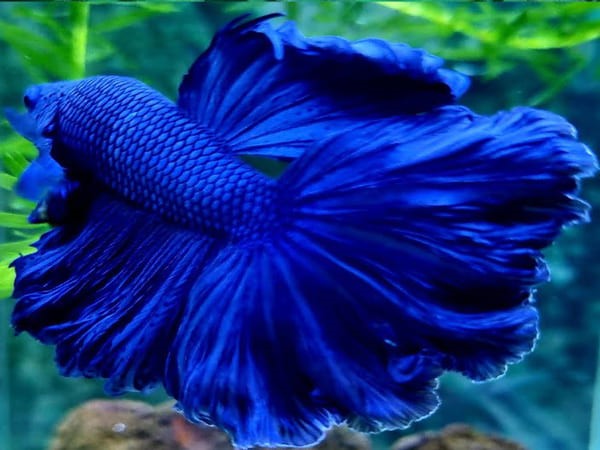 Top 10 những loại cá màu xanh đẹp nhất hiện nay