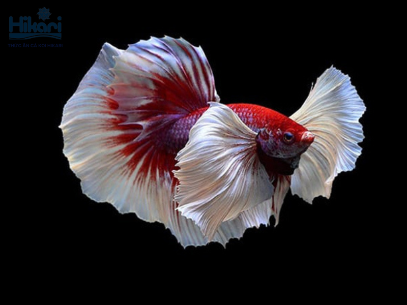 Cá Betta sống độc lập và chịu được môi trường ít oxy. Bạn hãy nuôi chúng một mình trong bể 3-5 lít