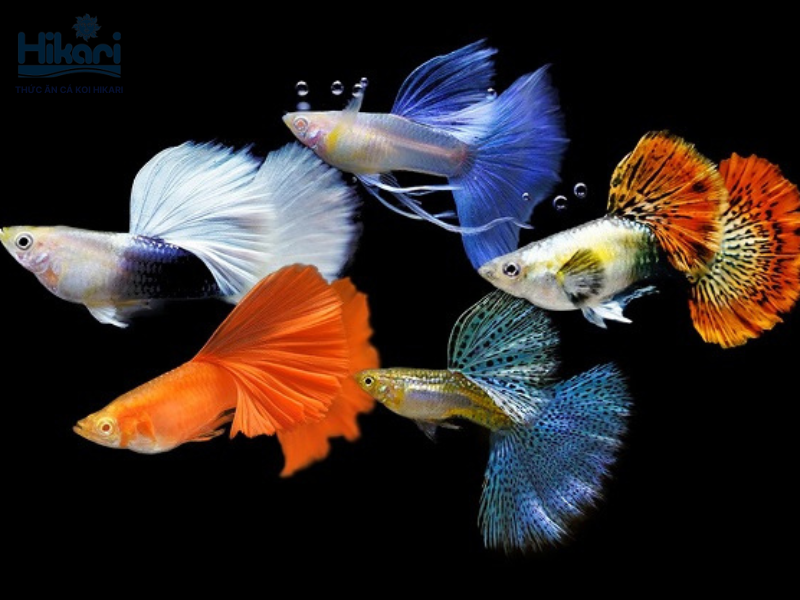 Cá Bảy màu sống bầy đàn, dễ sinh sản và rất lý tưởng để nuôi trong các không gian hẹp