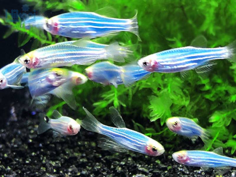 Cá Sọc ngựa rất khỏe, bơi lội liên tục ở tầng mặt. Bạn nhớ đậy nắp bể để cá không nhảy ra ngoài