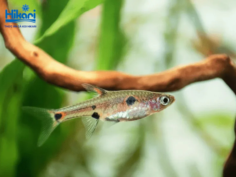 Cá Trâm là loài cá bầy đàn siêu nhỏ. Chúng cần môi trường nhiều cây thủy sinh để ẩn nấp