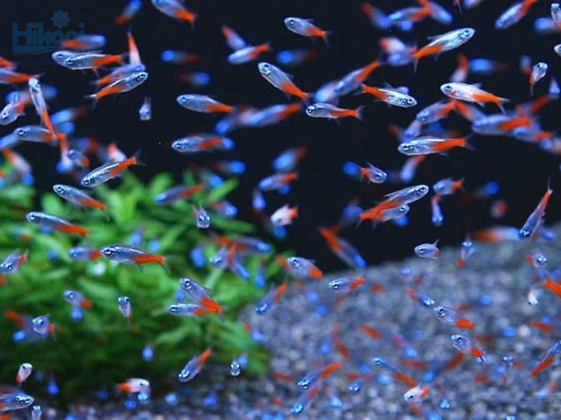 Cá Neon nổi bật với vệt màu dạ quang. Chúng cần môi trường nước ổn định, độ pH từ 6.0 đến 7.0