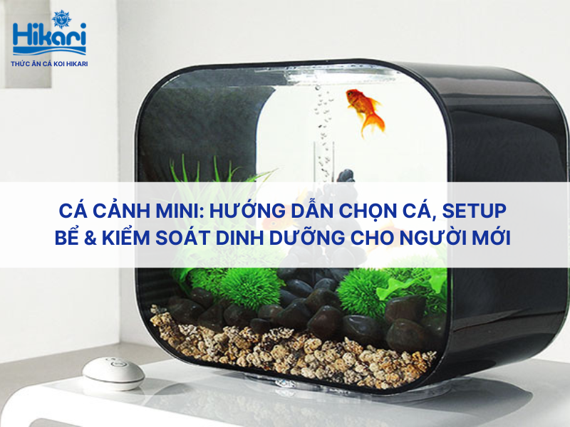 Cá cảnh mini: Hướng dẫn chọn cá, setup bể & kiểm soát dinh dưỡng cho người mới