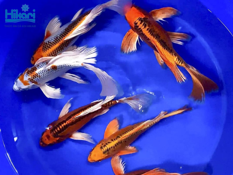 Cá chép phụng Việt Nam nổi bật với vây đuôi thướt tha và mang ý nghĩa phong thủy tài lộc