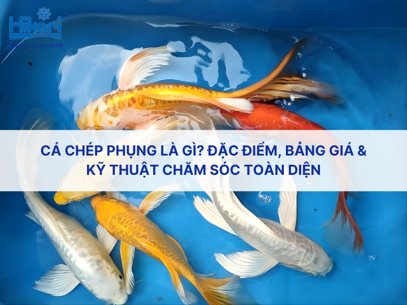 Cá chép phụng là gì? Đặc điểm, bảng giá & kỹ thuật chăm sóc toàn diện