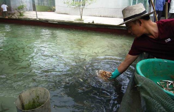 Cách chăm sóc và nuôi cá chép sau khi sinh sản - Cá chép đẻ trứng hay đẻ con