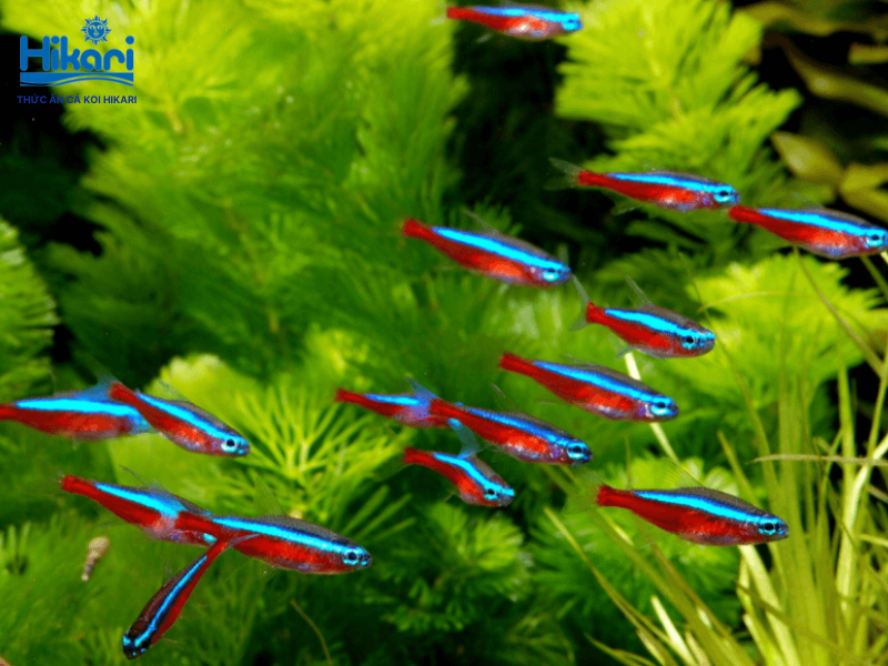 Cá neon xanh nổi bật với dải màu phát sáng rực rỡ, rất thích hợp nuôi thành bầy trong bể thủy sinh Cá neon xanh nổi bật với dải màu phát sáng rực rỡ, rất thích hợp nuôi thành bầy trong bể thủy sinh