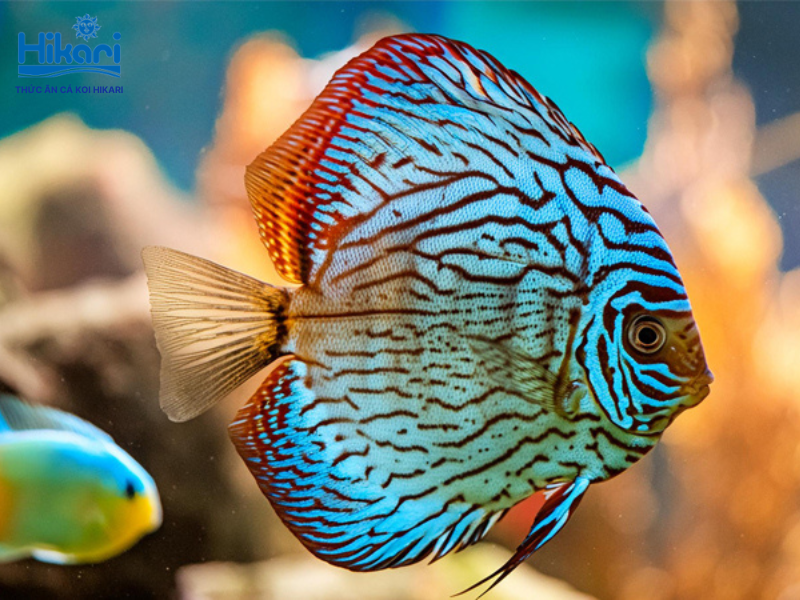 Cá đĩa xanh sở hữu vẻ đẹp vương giả, đòi hỏi quy trình chăm sóc tỉ mỉ và môi trường nước ổn định Cá đĩa xanh sở hữu vẻ đẹp vương giả, đòi hỏi quy trình chăm sóc tỉ mỉ và môi trường nước ổn định