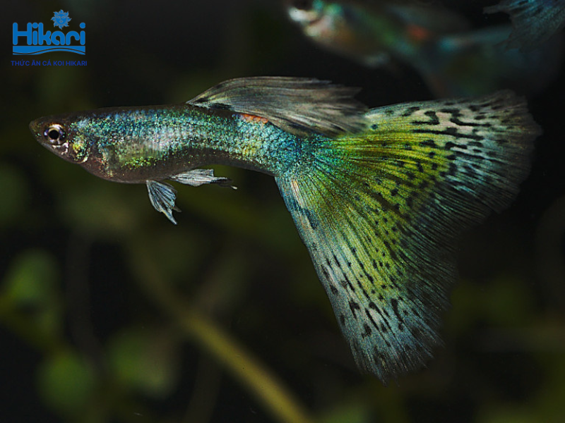 Cá bảy màu xanh lá mang sắc xanh ngọc rực rỡ, cực kỳ dễ nuôi và phù hợp với mọi trình độ Cá bảy màu xanh lá mang sắc xanh ngọc rực rỡ, cực kỳ dễ nuôi và phù hợp với mọi trình độ