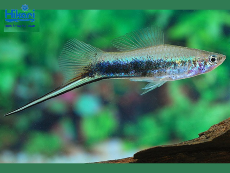 Cá kiếm xanh có đuôi dài như kiếm, bản tính hoạt bát và rất dễ nuôi trong bể cộng đồng Cá kiếm xanh có đuôi dài như kiếm, bản tính hoạt bát và rất dễ nuôi trong bể cộng đồng