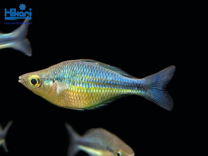 Cá cầu vồng xanh ngọc sở hữu sắc xanh lục bảo rực rỡ, rất thích hợp nuôi theo bầy trong bể rộng Cá cầu vồng xanh ngọc sở hữu sắc xanh lục bảo rực rỡ, rất thích hợp nuôi theo bầy trong bể rộng