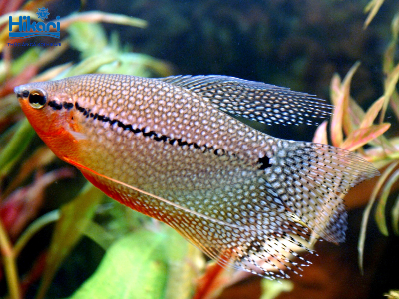 Cá sặc trân châu sở hữu vẻ đẹp lấp lánh như ngọc trai, bản tính hiền lành, rất phù hợp cho bể cộng đồng Cá sặc trân châu sở hữu vẻ đẹp lấp lánh như ngọc trai, bản tính hiền lành, rất phù hợp cho bể cộng đồng