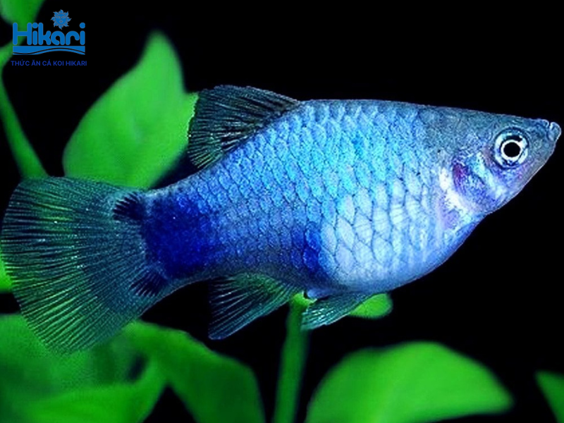 Cá mún xanh Blue Moscow thu hút người nuôi bởi sắc xanh rực rỡ, bản tính dễ nuôi và sinh sản nhanh Cá mún xanh Blue Moscow thu hút người nuôi bởi sắc xanh rực rỡ, bản tính dễ nuôi và sinh sản nhanh