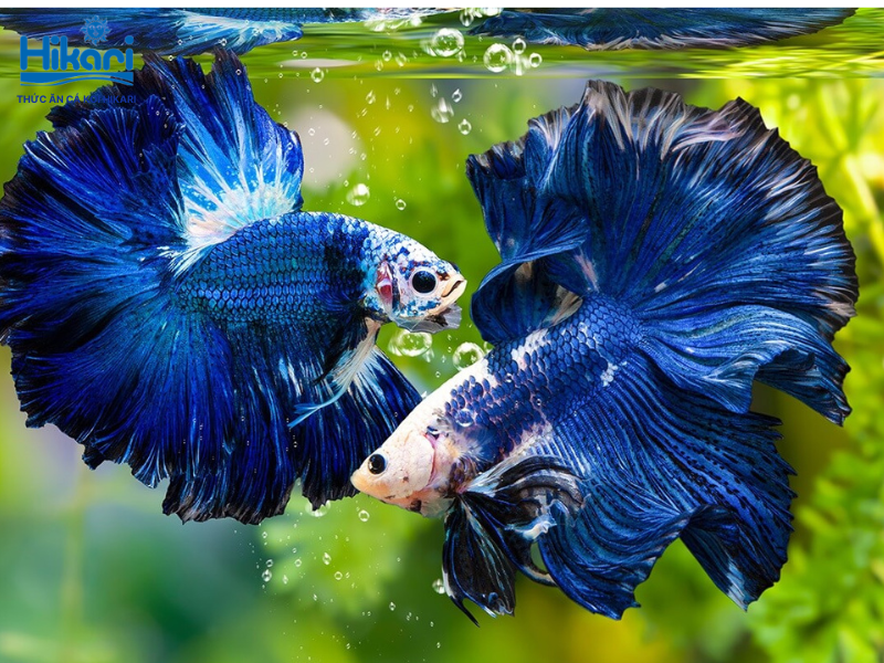 Cá betta xanh nổi bật với bộ vây rực rỡ, nhưng người nuôi tuyệt đối không ghép chung hai cá đực Cá betta xanh nổi bật với bộ vây rực rỡ, nhưng người nuôi tuyệt đối không ghép chung hai cá đực