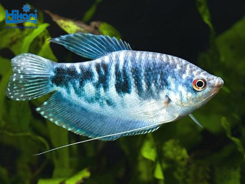 Cá sặc xanh nổi bật với khả năng hít thở khí trời trực tiếp và tính lãnh thổ cao trong bể nuôi Cá sặc xanh nổi bật với khả năng hít thở khí trời trực tiếp và tính lãnh thổ cao trong bể nuôi