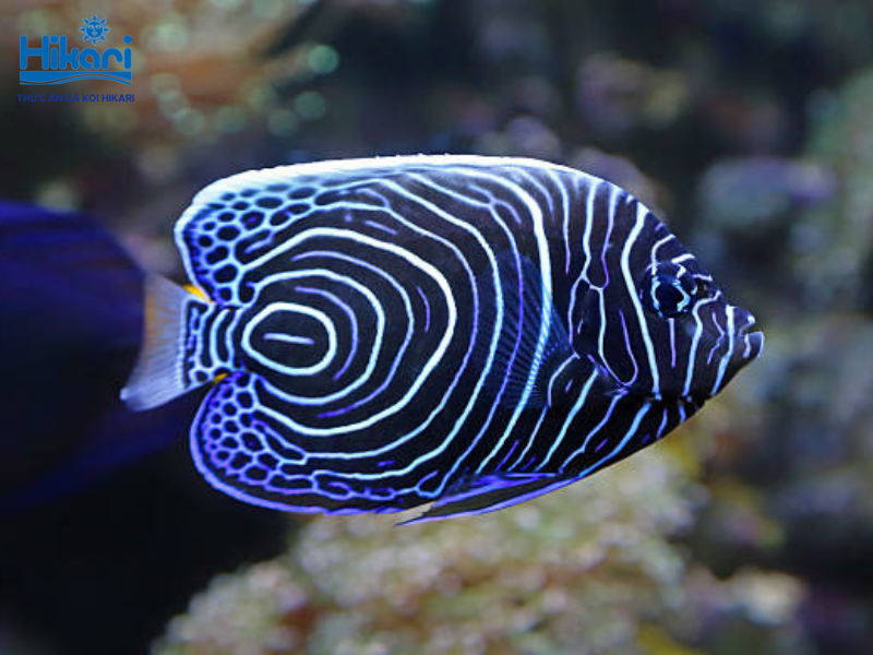 Cá hoàng đế xanh sở hữu màu xanh tím nổi bật, có bản tính hiền lành và rất thích hợp nuôi bầy Cá hoàng đế xanh sở hữu màu xanh tím nổi bật, có bản tính hiền lành và rất thích hợp nuôi bầy