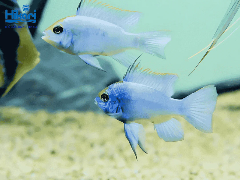 Cá ram xanh điện sở hữu vẻ đẹp lộng lẫy nhưng rất nhạy cảm, đòi hỏi môi trường sống ổn định tuyệt đối Cá ram xanh điện sở hữu vẻ đẹp lộng lẫy nhưng rất nhạy cảm, đòi hỏi môi trường sống ổn định tuyệt đối