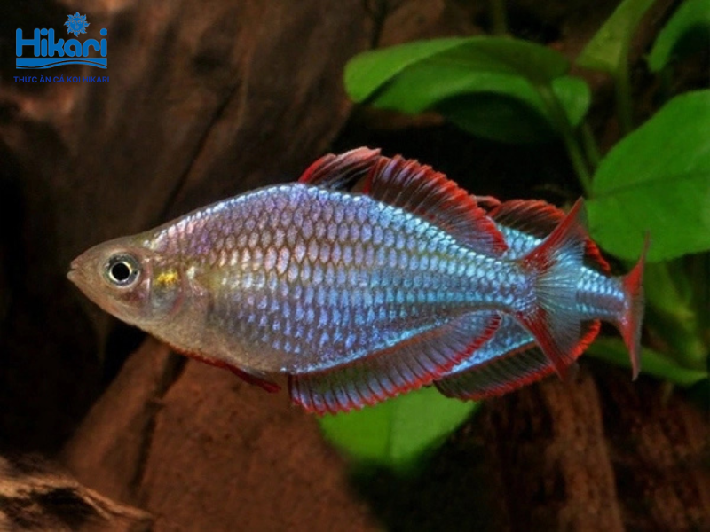 Cá cầu vồng xanh sở hữu sắc lam bạc rực rỡ, ưa sống bầy đàn trong bể rộng có dòng chảy nhẹ nhàng Cá cầu vồng xanh sở hữu sắc lam bạc rực rỡ, ưa sống bầy đàn trong bể rộng có dòng chảy nhẹ nhàng