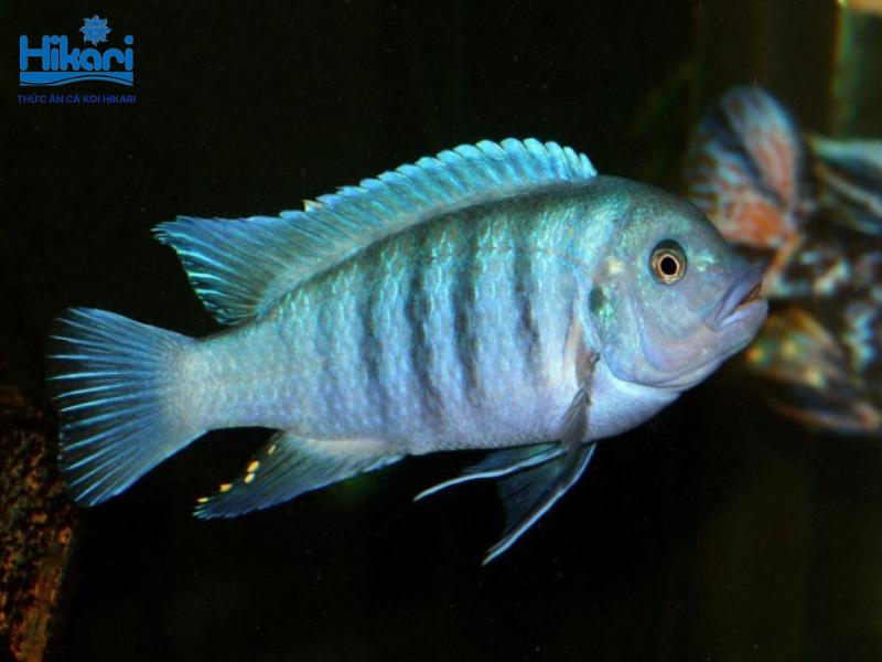 Cá ali xanh cobalt sở hữu sắc xanh điện ấn tượng, cần không gian bể rộng và nhiều hang đá để trú ẩn Cá ali xanh cobalt sở hữu sắc xanh điện ấn tượng, cần không gian bể rộng và nhiều hang đá để trú ẩn