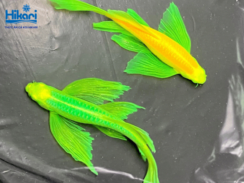 Cá sọc xanh nổi bật với thân xanh vây cam, là loài cá đáy giúp kiểm soát ốc hại hiệu quả Cá sọc xanh nổi bật với thân xanh vây cam, là loài cá đáy giúp kiểm soát ốc hại hiệu quả