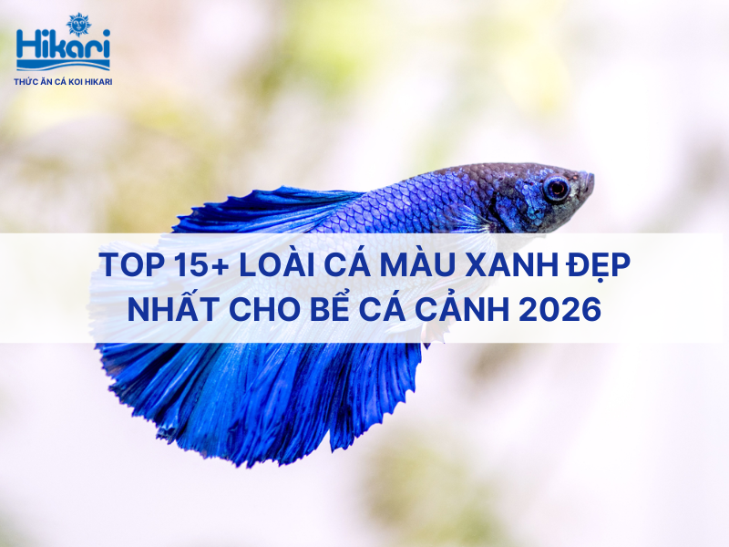 Trang chủ 25 Top 15+ loài cá màu xanh đẹp nhất cho bể cá cảnh 2026