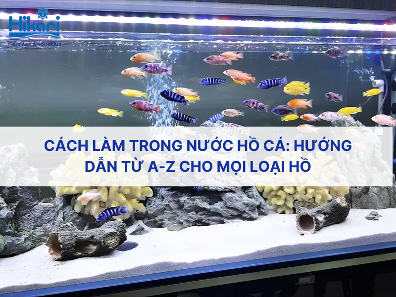 Trang chủ 26 Cách làm trong nước hồ cá: Hướng dẫn từ A-Z cho mọi loại hồ