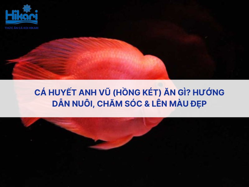 Cá huyết anh vũ (hồng két) ăn gì? Hướng dẫn nuôi, chăm sóc & lên màu đẹp