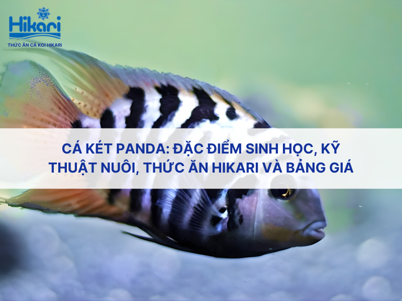 Cá két Panda: Đặc điểm sinh học, kỹ thuật nuôi, thức ăn Hikari và bảng giá