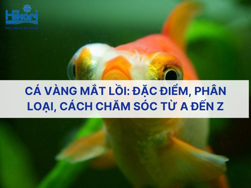 Trang chủ 26 Cá vàng mắt lồi: Đặc điểm, phân loại, cách chăm sóc từ A đến Z