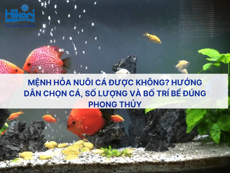 Trang chủ 27 Mệnh Hỏa nuôi cá được không? Hướng dẫn chọn cá, số lượng và bố trí bể đúng phong thủy