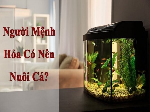 Người mệnh hỏa nuôi cá được không?