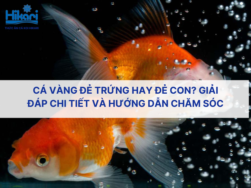 Cá vàng đẻ trứng hay đẻ con? Giải đáp chi tiết và hướng dẫn chăm sóc