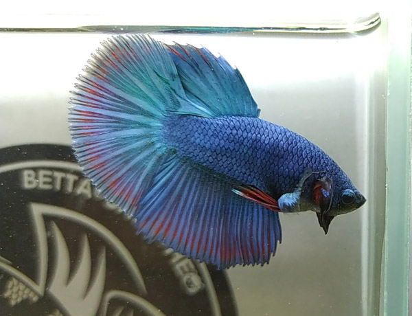 Giới thiệu chung về Cá Betta Halfmoon