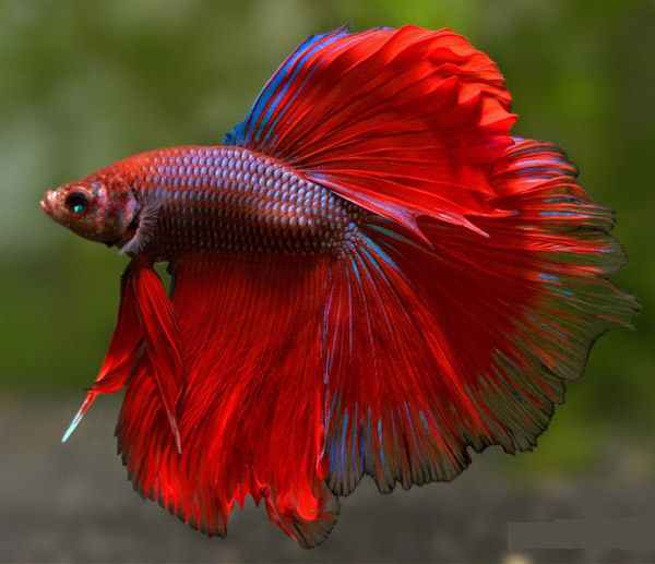 Đặc điểm nhận dạng cá Betta Halfmoon