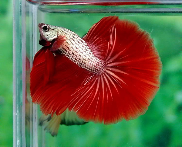 Cá Betta Halfmoon rồng đỏ